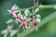 Anacardium occidentale